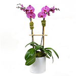 Arranjo com 2 Orquídeas Roxas em Vaso de Cerâmica