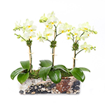 Arranjo com 3 Orquídeas Brancas no Vidro