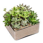 Arranjo de Suculentas Sahara