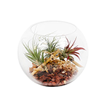 Arranjo Floresta de Plantas do Ar