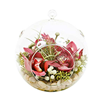 Arranjo Floresta Tropical